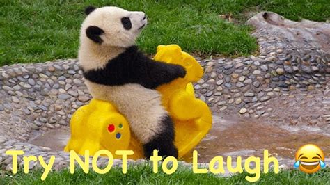 bored panda try not to laugh